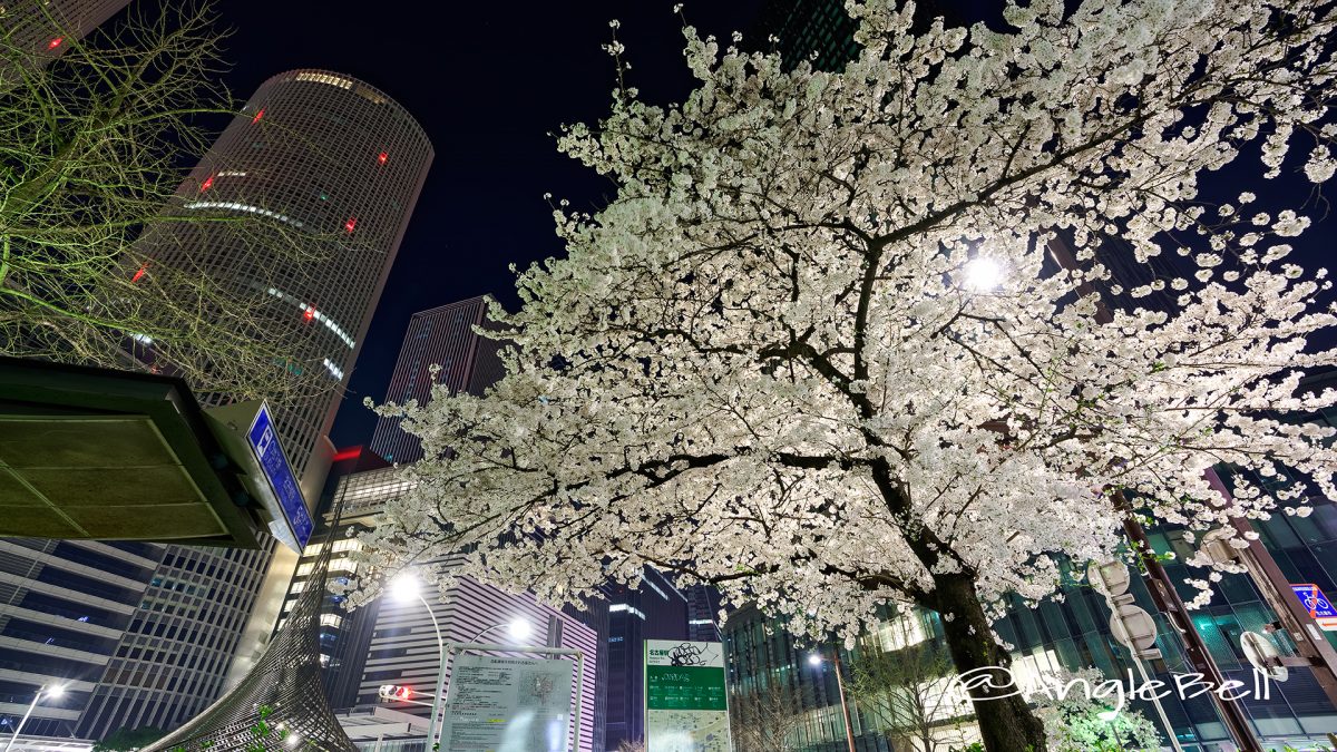 夜景 名古屋駅 桜通 桜と飛翔  March 2018