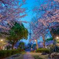 夜明け前 久屋大通公園 いこいの広場 桜