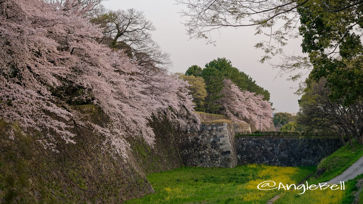 早朝 名古屋城 二の丸東 外堀の桜と菜の花  March 2018