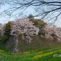 早朝 名城街園から見る 名古屋城 二の丸東外堀の桜と菜の花