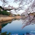 早朝 御深井堀から見る桜と名古屋城 March 2018