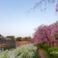 名城公園(北園) 藤の回廊の枝垂れ桜と雪柳 March 2018