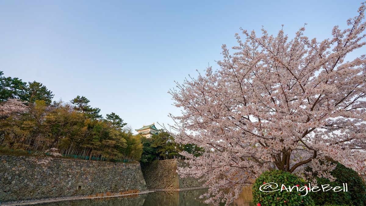 名城公園 外堀の桜と名古屋城  March 2018