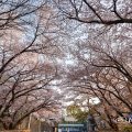 早朝 名古屋城 正門前の桜 March 2018