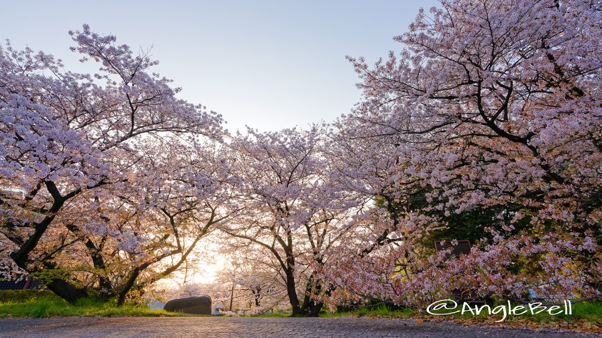 彫刻の庭の桜と朝日