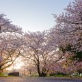 彫刻の庭の桜と朝日