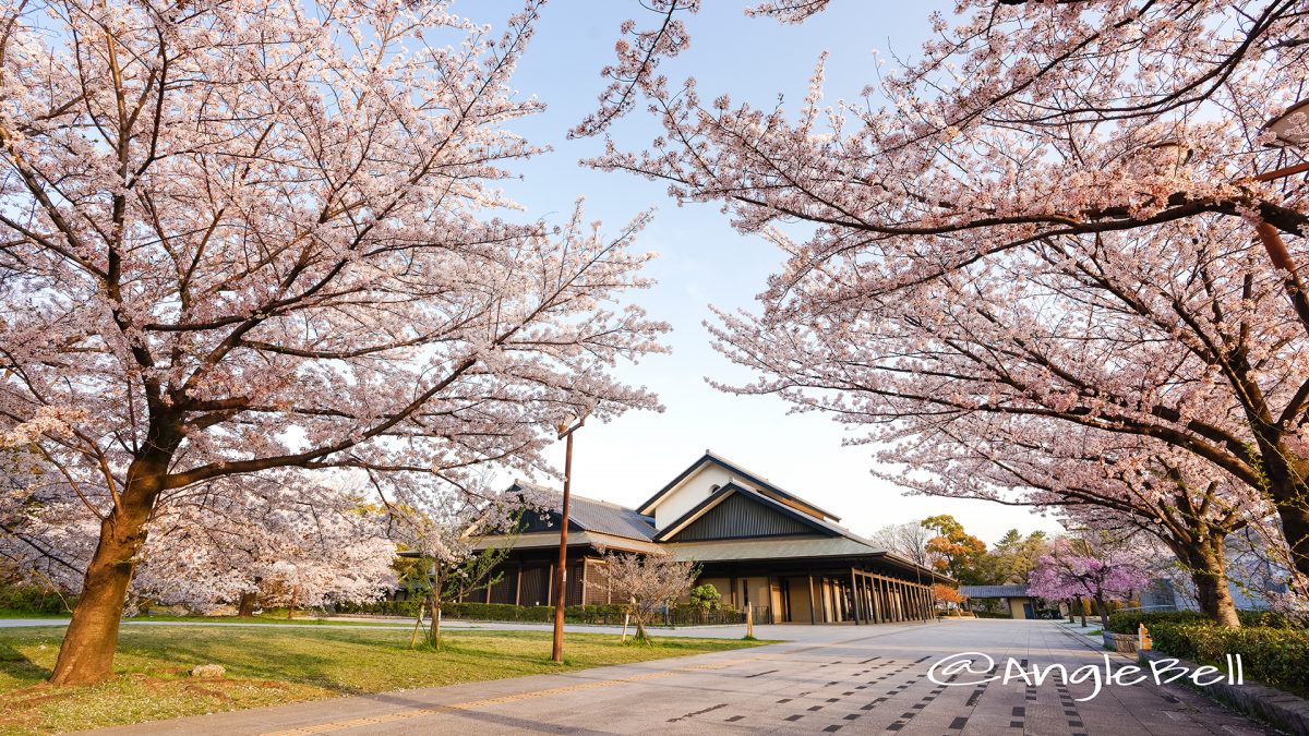 早朝 名古屋能楽堂と桜風景  March 2018