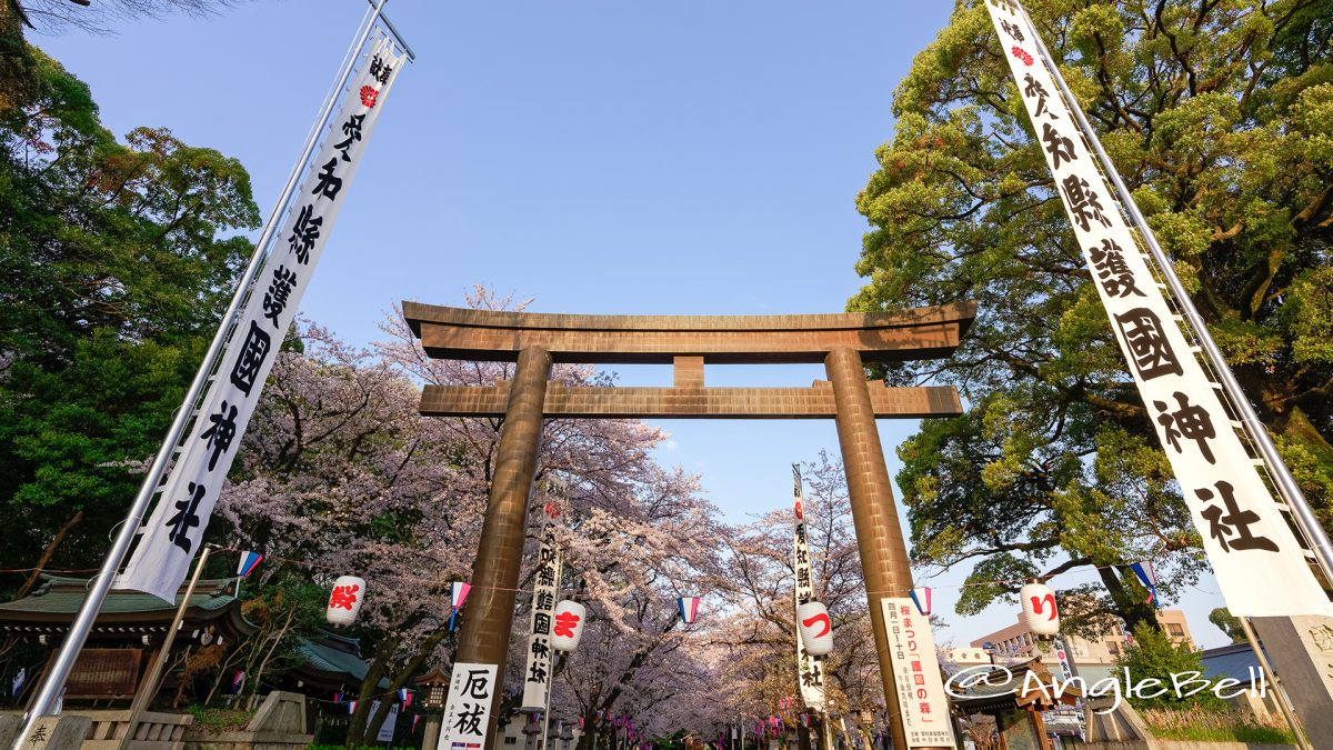 早朝 愛知縣護國神社 鳥居と桜まつり March 2018