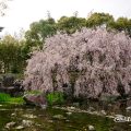 卯月 白鳥庭園 紅枝垂れ 2018