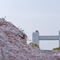 白鳥公園 桜と名古屋国際会議場 April 2018