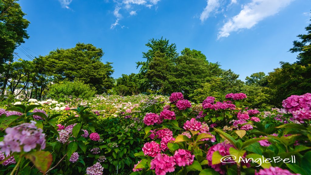 あじさい 茶屋ヶ坂公園 2018