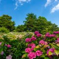 あじさい 茶屋ヶ坂公園 2018