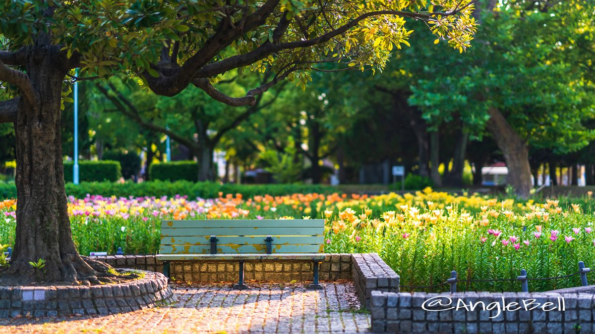 夕景 千種公園 ベンチと百合 2018