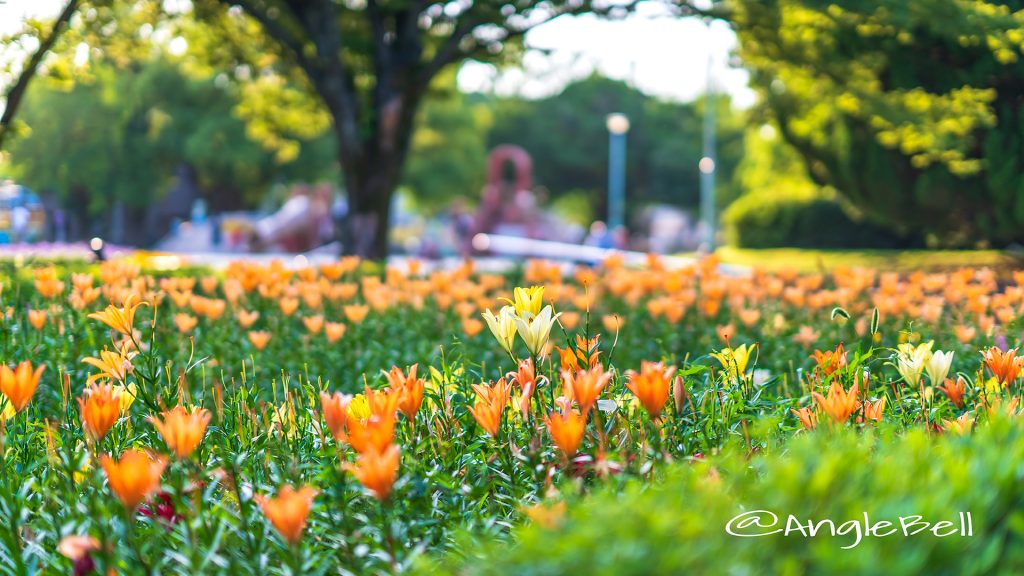 夕景 千種公園のユリ 2018