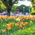 夕景 千種公園のユリ 2018