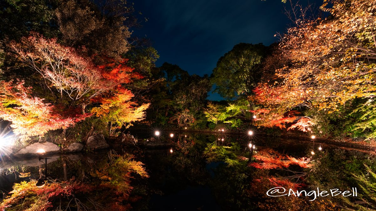 白鳥庭園 芝生広場 下の池 紅葉ライトアップ 2018