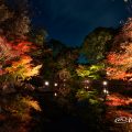 白鳥庭園 芝生広場 下の池 紅葉ライトアップ 2018