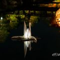 白鳥庭園 浮き灯篭づくり 2018