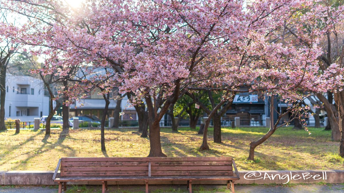 オオカンザクラ 名古屋市市政資料館  March 2019