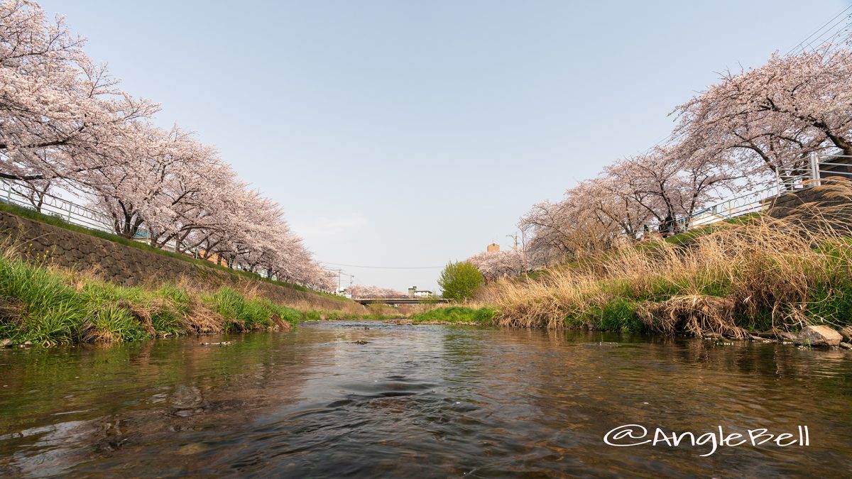 香流川 桜並木 2019