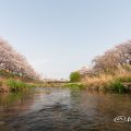 香流川 桜並木 2019