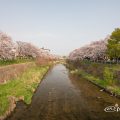 香流川緑道の桜並木（中島橋）