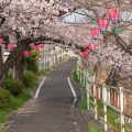 香流川緑道（延珠橋） 桜並木