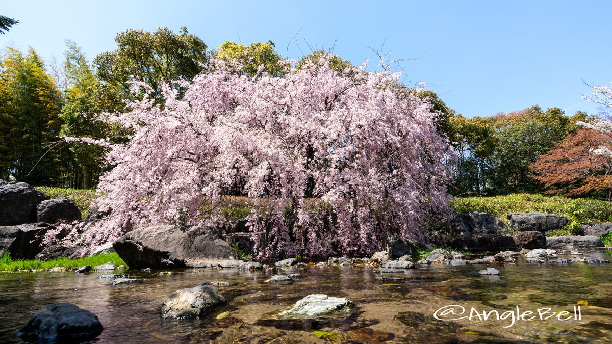 白鳥庭園 観桜会 枝垂れ桜 April ,2019