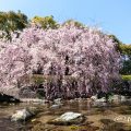 白鳥庭園 観桜会 枝垂れ桜 April ,2019