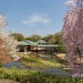 白鳥庭園 茶室 清羽亭 桜風景 2019