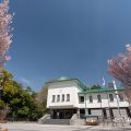 徳川美術館前広場 東海桜2019