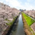 北区田幡歩道橋から見る堀川の桜 April,2019