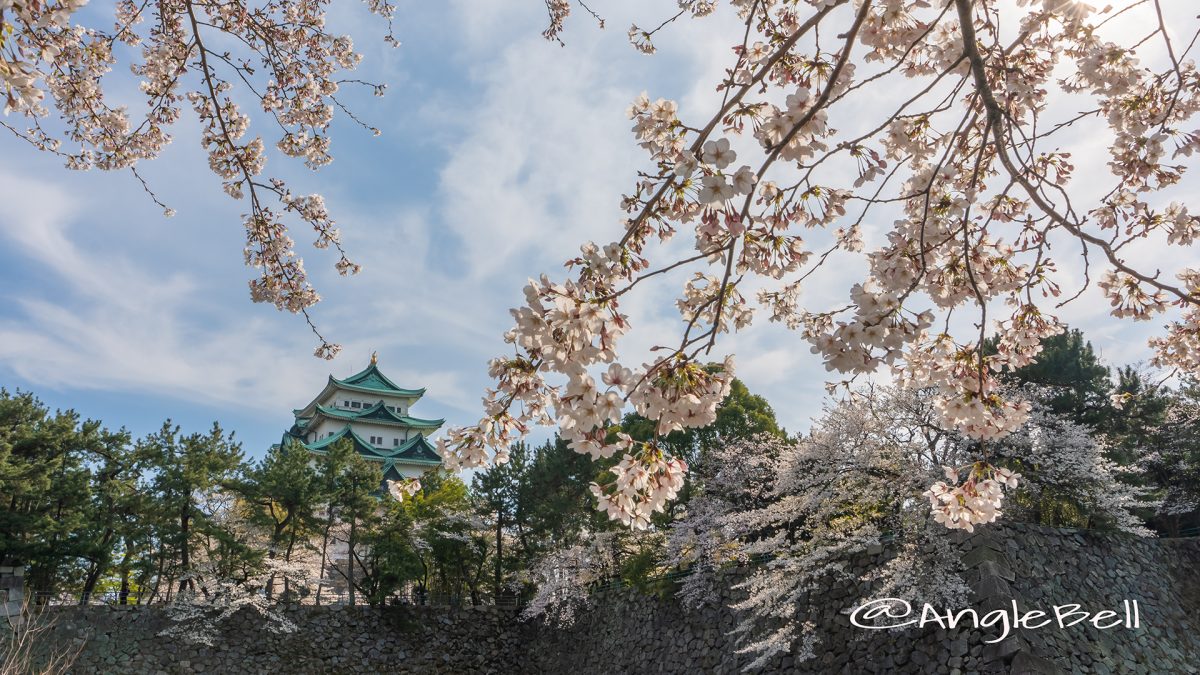 名城公園北園 藤の回廊広場 桜と名古屋城 2019