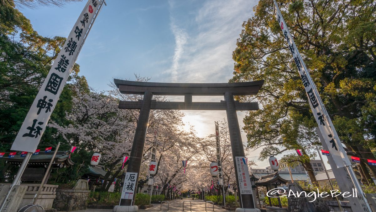 夕景 愛知縣護國神社 鳥居と桜まつり April 2019