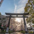 夕景 愛知縣護國神社 鳥居と桜まつり April 2019