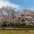 夕景 外堀通り名城公園 大津橋西側 ライオンヘルスパークの桜2019