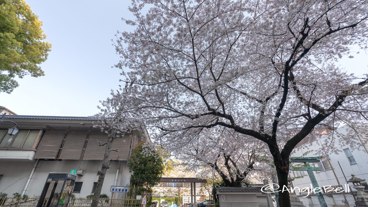 中区丸の内 東照宮会館 桜