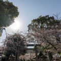 那古野神社 桜