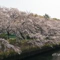 大津通 城北橋 堀川沿いのサクラ