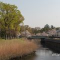 名古屋城 中土戸橋 堀川と桜風景