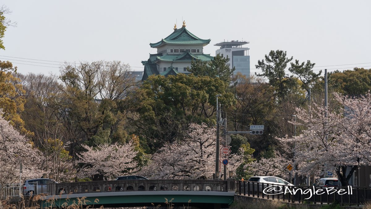 名古屋城 中土戸橋 桜風景 2019