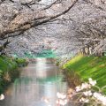 御用水跡街園 瑠璃光橋 桜 2019