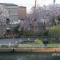 北清水親水広場 しだれ桜