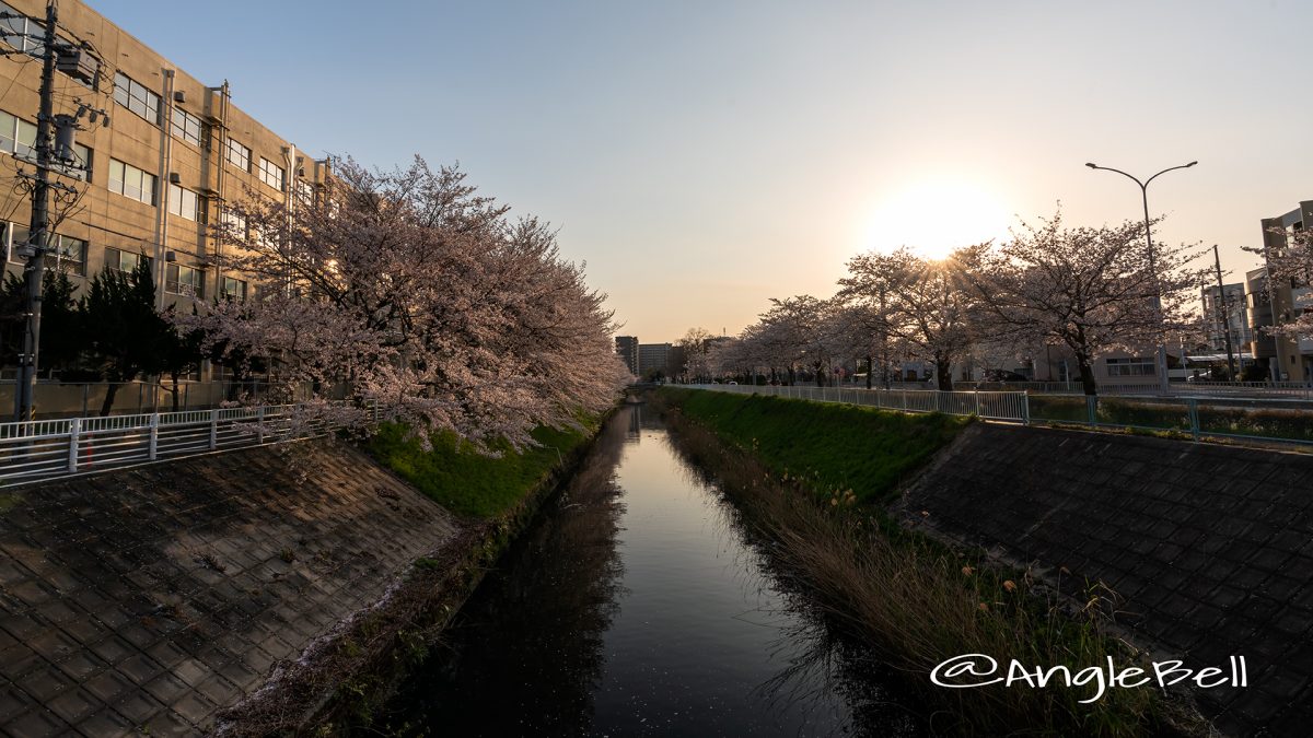 夕景 田幡橋から見る堀川の桜 April,2019