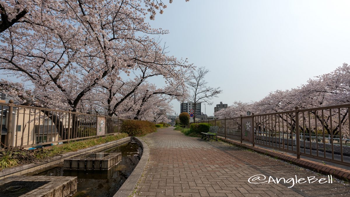 千種区 猪々道公園前の桜