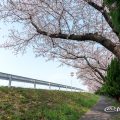 矢田川 河川敷 天神下公園 付近の桜