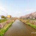 香流川緑道の桜並木（新屋敷橋）