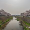 香流川緑道の桜並木（神の木人道橋）