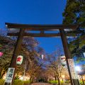 夜景 愛知縣護國神社 鳥居と桜 2019