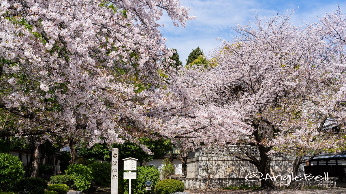 東別院 古渡城跡碑・石碑と桜 2019